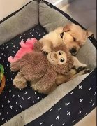 這幾件事你可能經常做，但是卻不知道傷了狗狗