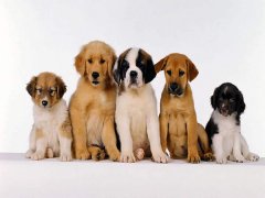 擁有“招狗體質”是種什么樣的體驗？