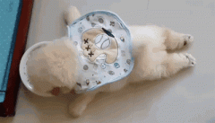 狗狗懶出新境界，只有你想不到，沒有它們做不