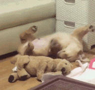 什么暖汪，全都是騙我養狗編出來的鬼話！