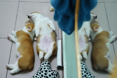 養(yǎng)柯基一定要同時養(yǎng)兩只！華興寵物食品