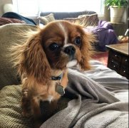 狗狗冬季毛發(fā)打結(jié)，如何正確洗澡！