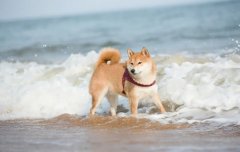 夏季遛狗，要避開這四種不良行為，你別不知道