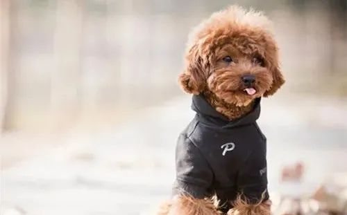 養(yǎng)狗，這些“低級錯誤”千萬不能犯！