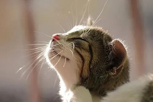 養(yǎng)貓忠告：這3件事一定要做，還有3件事千萬不要做！