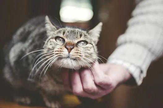 元旦丨新的一年，寵愛有加